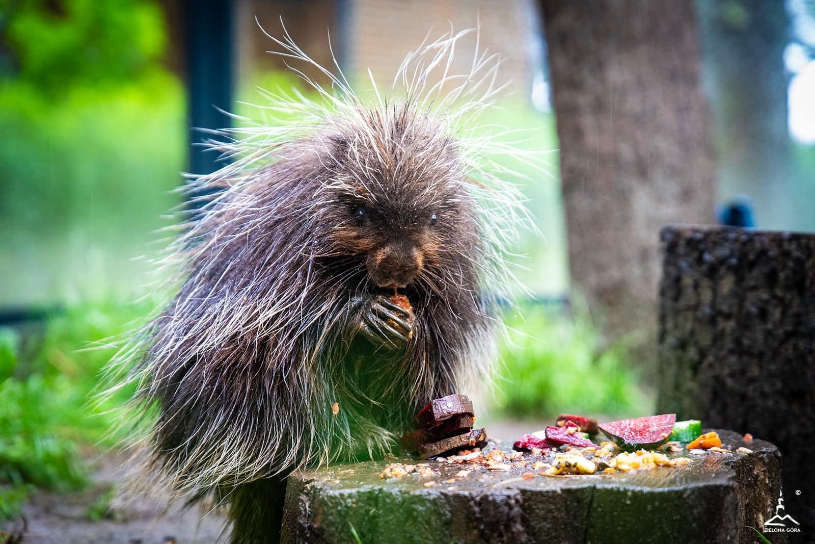  Dziki lokator w zielonogórskim minizoo Zobaczcie małego ursona