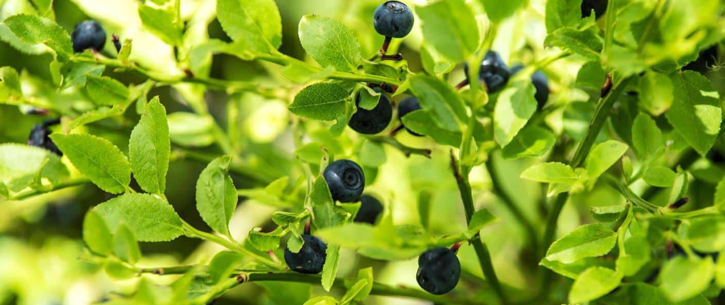   Rośnie liczba zarażonych Uwaga na chorobę niemytych jagód