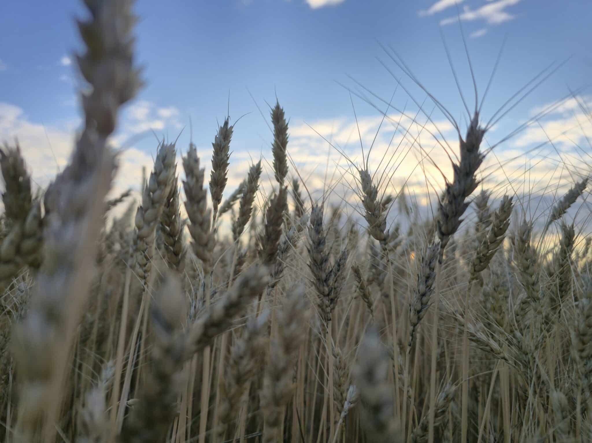   Susza trwa rolnicy w trudnej sytuacji