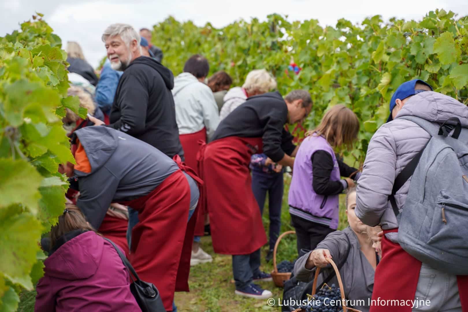   Skończyło się Winobranie niech żyje winobranie