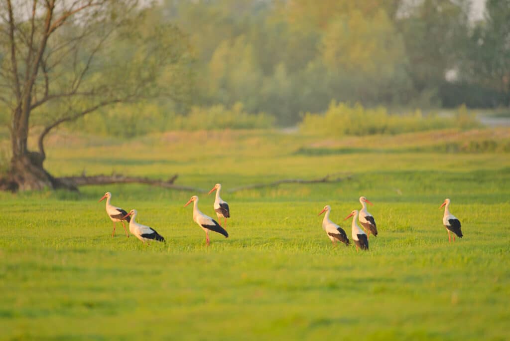   Wiosna wiosna wiosna ach to ty Pierwszy dzień wiosny