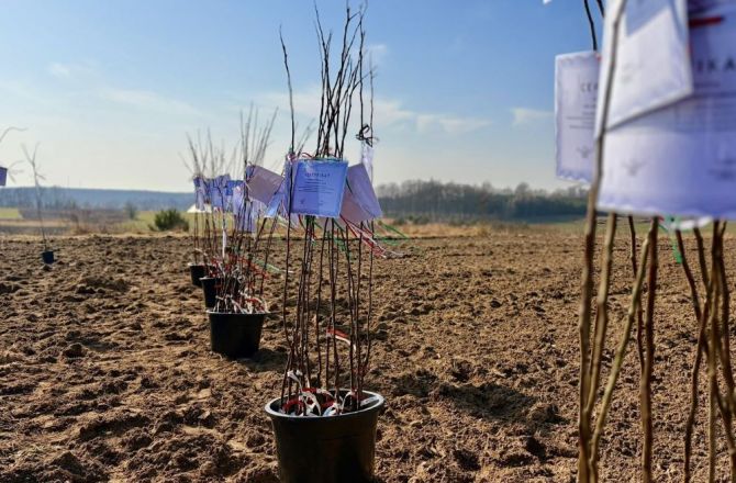Przy Zespole Szkół Centrum Kształcenia Rolniczego w Kamieniu Małym powstaje nowy sad renety landsberskiej