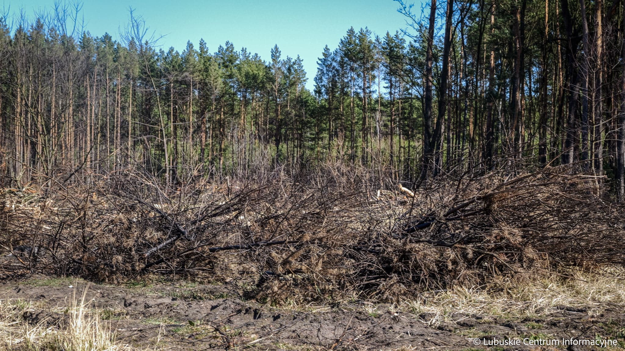 na terenach podległych Regionalnej Dyrekcji Lasów Państwowych w Zielonej Górze odnotowano 253 pożary lasów  Ogień w lasach wokół Zielonej Góry Służby coraz szybciej reagują ale problem nie znika