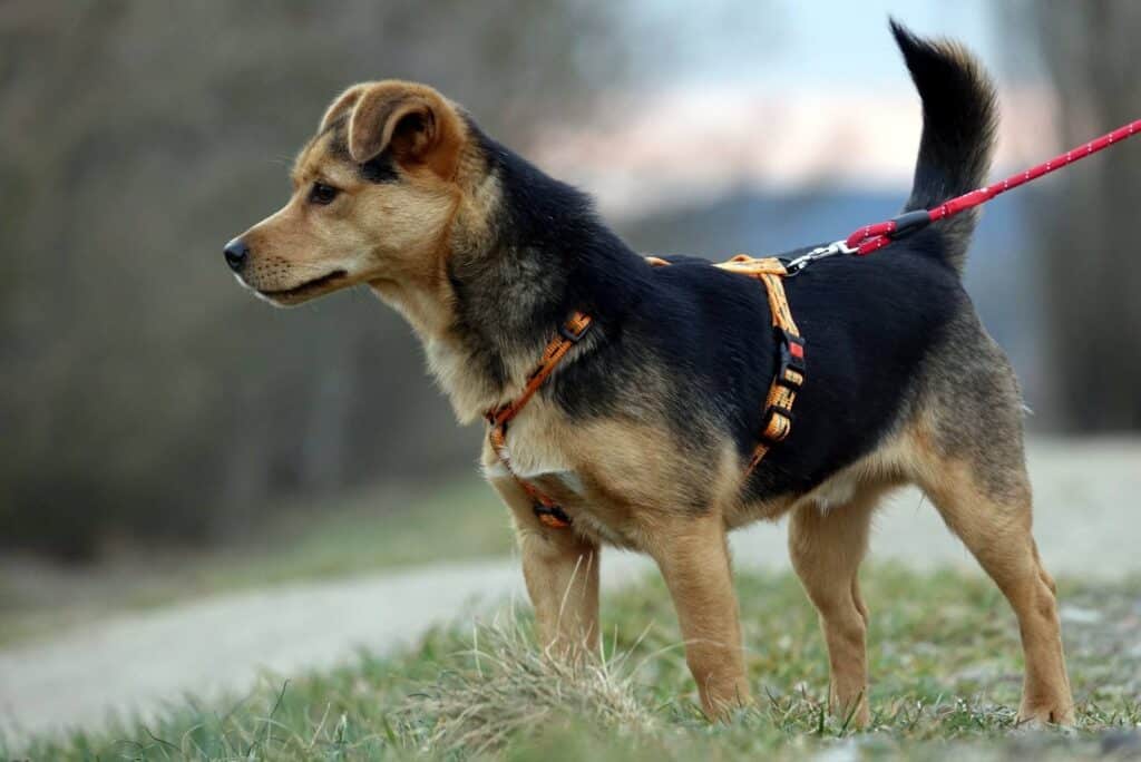 Schronisko dla zwierząt w Gorzowie Stowarzyszenie Pomocy Zwierzętom Azyl Schronisko w Gorzowie prowadzi min kampanię medialną w mediach społecznościowych poświęconą małym podopiecznym Takim jak 8 miesięczny Skubi Psi los Gorzowski magistrat odpowiada ws schroniska